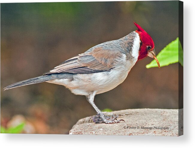 Red-capped Cardinal Acrylic Print featuring the photograph Red-capped Cardinal by Winston D Munnings