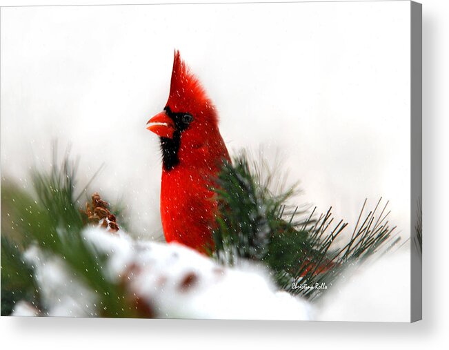 Cardinal Acrylic Print featuring the photograph Red Cardinal by Christina Rollo