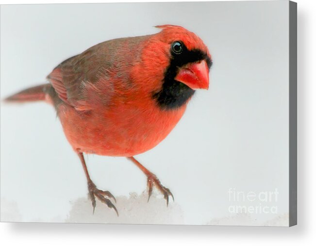 Cardinal Acrylic Print featuring the photograph Red Cardinal in snow by Heidi Farmer