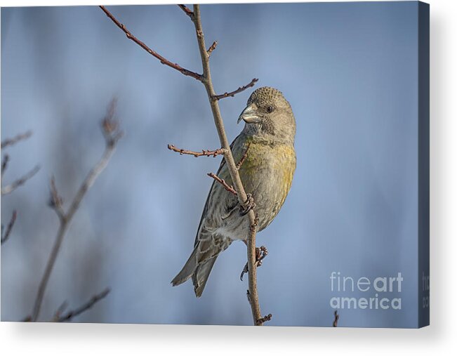 Bec-croisé Des Sapins Acrylic Print featuring the photograph Red Crossbill female by Jivko Nakev
