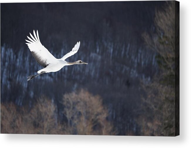 Hokkaido Acrylic Print featuring the photograph Red Crowned Crane by Alexandre Shimoishi