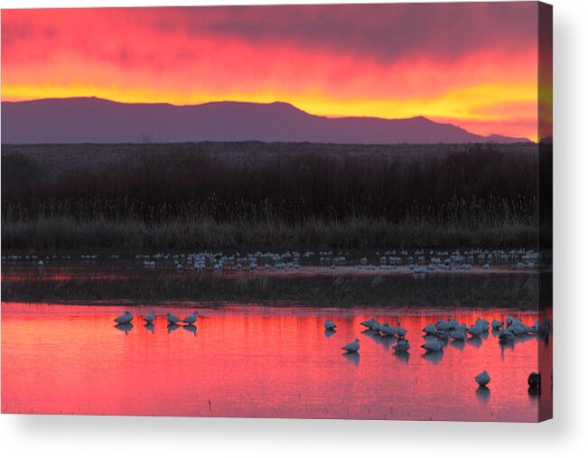 Birds Acrylic Print featuring the photograph Red Dawn Illuminates Geese at Bosque del Apache Wildlife Refuge by Alan Vance Ley