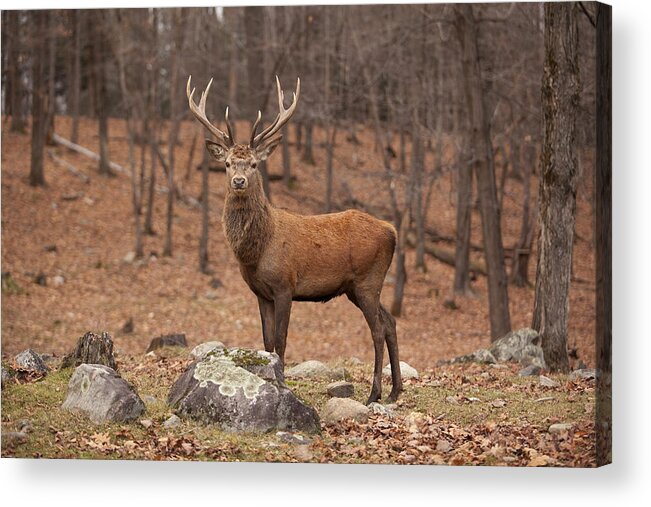 Deer Acrylic Print featuring the photograph Red Deer by Eunice Gibb