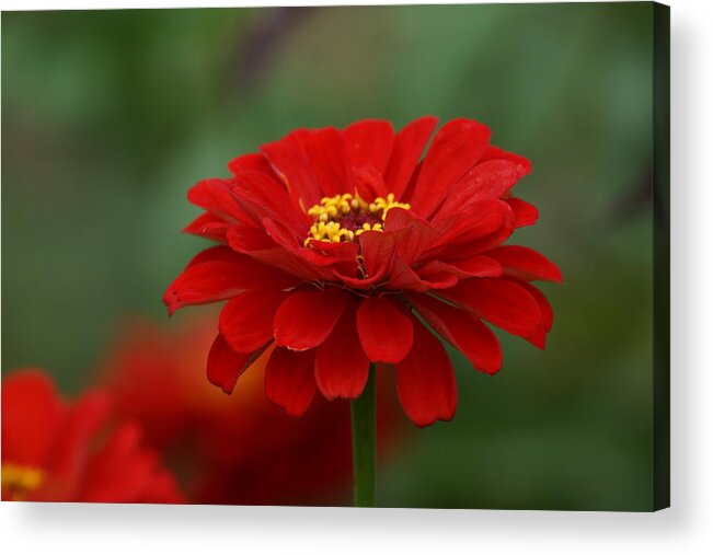 Red Acrylic Print featuring the photograph Red Flower by Alan Hutchins