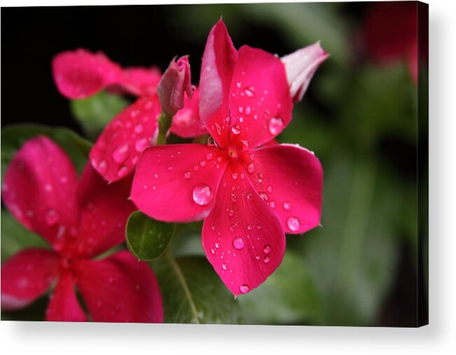 Red Rosa Acrylic Print featuring the photograph Red Flower iphone by James Lopez