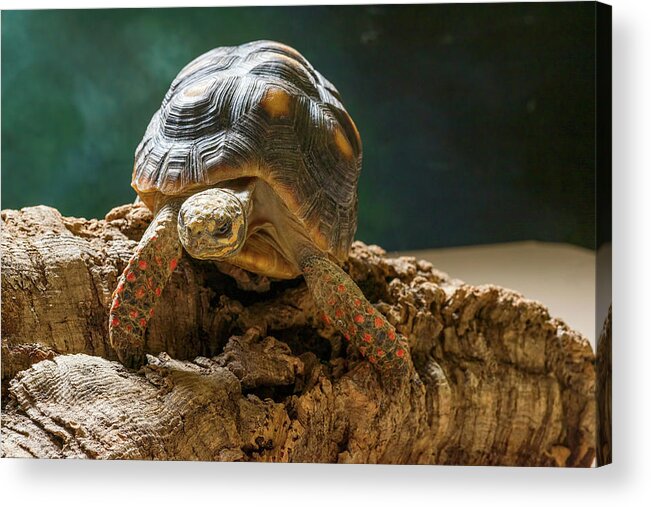 Photography Acrylic Print featuring the photograph Red-footed Tortoise Chelonoidis by Panoramic Images