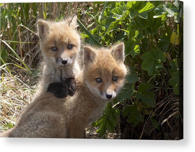 00476740 Acrylic Print featuring the photograph Red Fox Kits Playing by Matthias Breiter