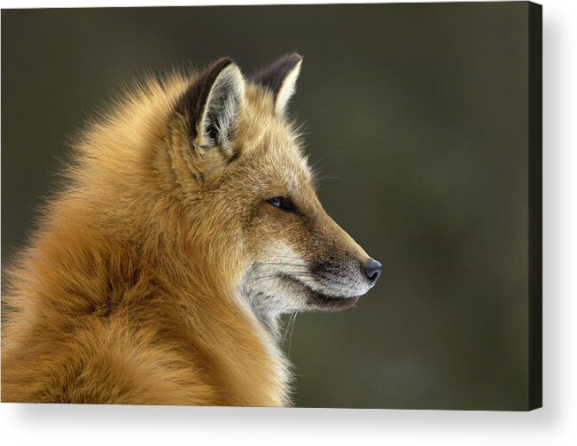 Flpa Acrylic Print featuring the photograph Sly Red Fox by Malcolm Schuyl
