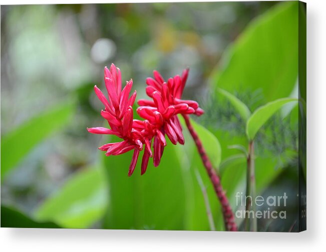 Red Ginger Acrylic Print featuring the photograph Red Ginger by Laurel Best