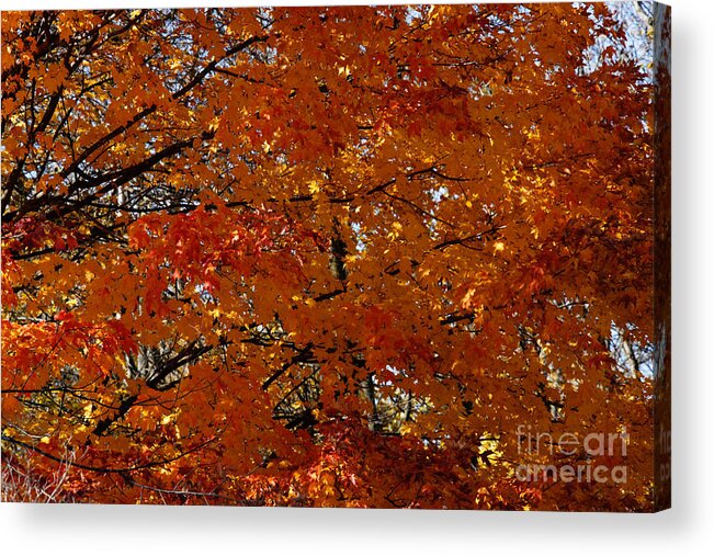 Maple Tree Acrylic Print featuring the photograph Red Gold Autumn by Linda Shafer