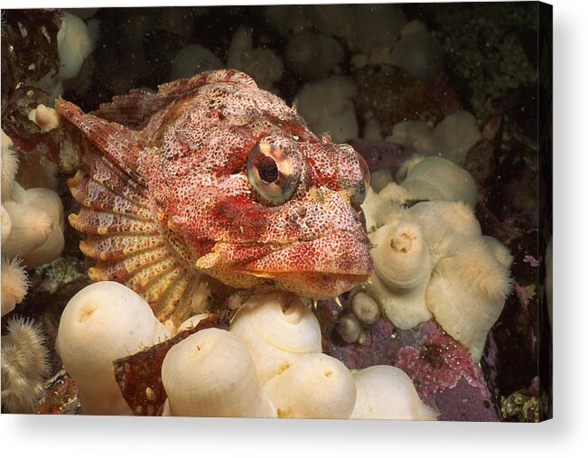 Underwater Acrylic Print featuring the photograph Red Irish lord fish by Comstock Images