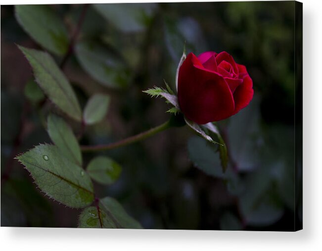 Knockout Roses Acrylic Print featuring the photograph Red Knockout Rose by Ben Shields