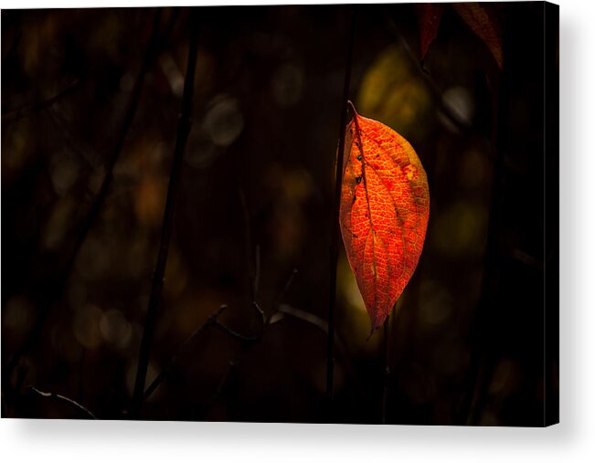 Jay Stockhaus Acrylic Print featuring the photograph Red Leaf 2 by Jay Stockhaus