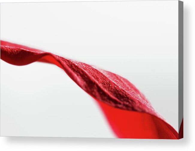 Curve Acrylic Print featuring the photograph Red Leaf Close Up by Kelly Bowden