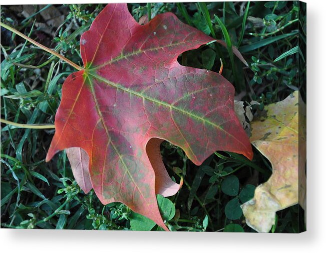 Red Acrylic Print featuring the photograph Red Leaf by Frank Madia