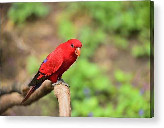 Red Lory Acrylic Print featuring the photograph Red Lory by Photography By Sai