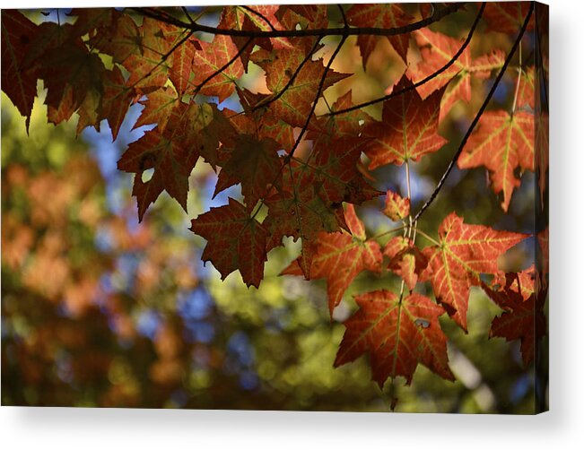 Maple Acrylic Print featuring the photograph Red Maple Canopy by Owen Weber