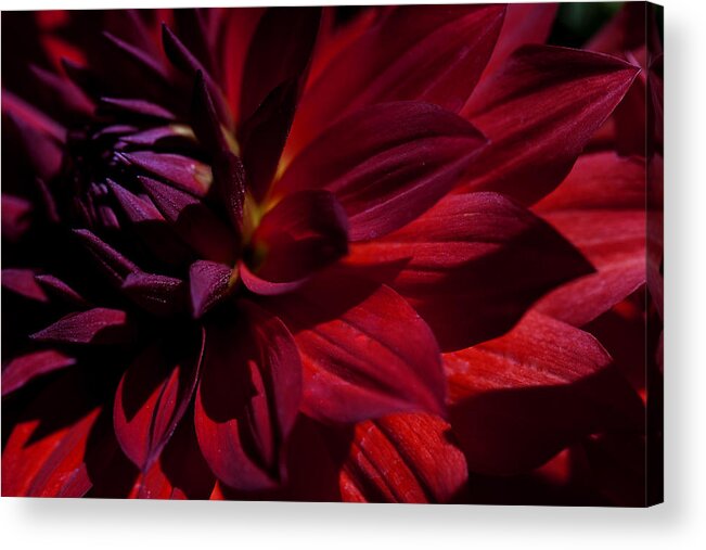 Red Acrylic Print featuring the photograph Red Passion by Kristal Kraft