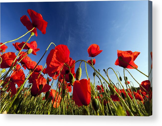 Feb0514 Acrylic Print featuring the photograph Red Poppies Germany by Duncan Usher