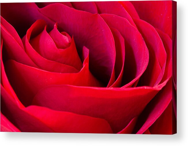 Rose Acrylic Print featuring the photograph Red Red Rose by Georgette Grossman