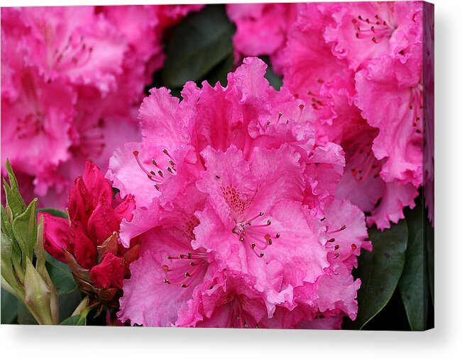 Rhodies Acrylic Print featuring the photograph Red Rhododendrons by Chriss Pagani