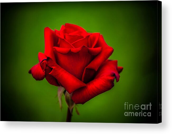 Spring Flowers Acrylic Print featuring the photograph Red Rose Green Background by Az Jackson