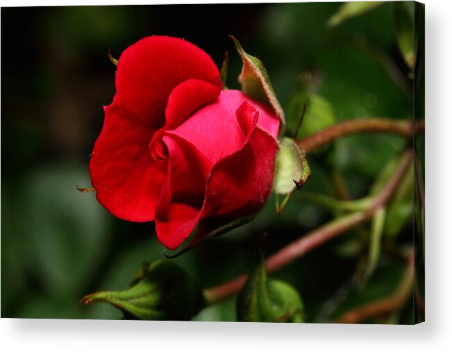 Rose Acrylic Print featuring the photograph Red Rose by Mike Farslow