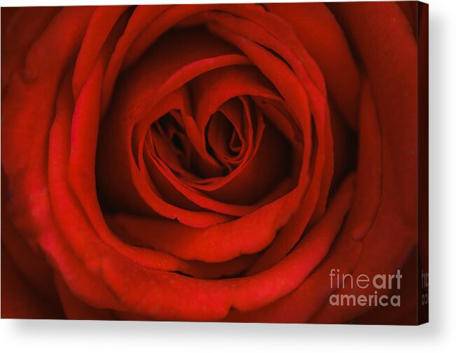Red Rose Acrylic Print featuring the photograph Red Rose by Tamara Becker