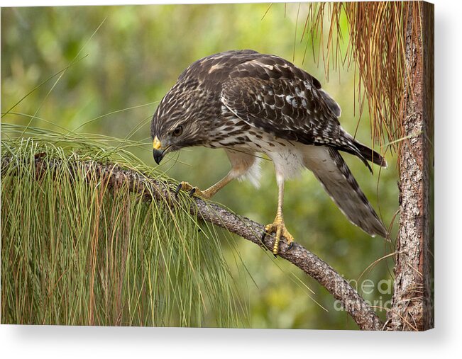Red-shouldered Hawk Acrylic Print featuring the photograph Red Shouldered Hawk Photo by Meg Rousher