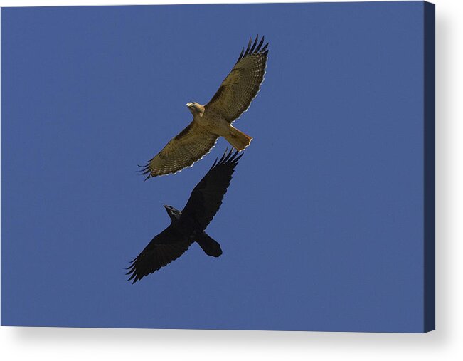 Feb0514 Acrylic Print featuring the photograph Red-tailed Hawk And Common Raven Flying by San Diego Zoo
