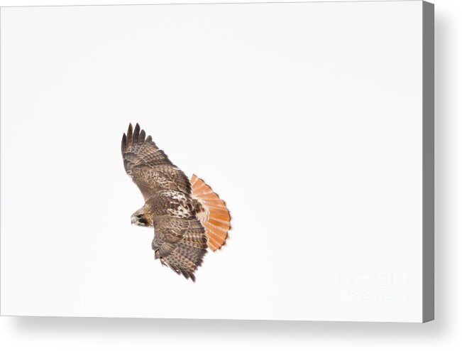 Flight Acrylic Print featuring the photograph Red Tailed Hawk by Cheryl Baxter