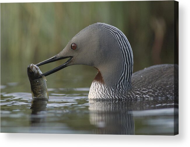 Feb0514 Acrylic Print featuring the photograph Red-throated Loon With Fish Alaska by Michael Quinton