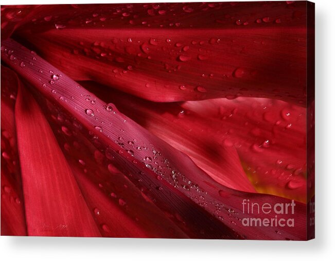Cordyline Terminalis Acrylic Print featuring the photograph Red Ti the Queen of Tropical Foliage by Sharon Mau