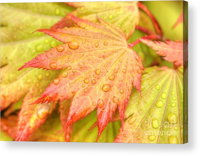 Red Acrylic Print featuring the photograph Red Tip Leaf by Tap On Photo