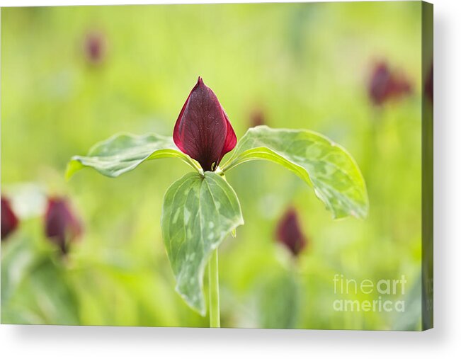 Red Trillium Acrylic Print featuring the photograph Red Trillium by Patty Colabuono