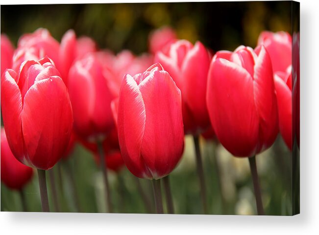 Tulip Acrylic Print featuring the photograph Red Tulips Skaget Valley by Jennie Marie Schell