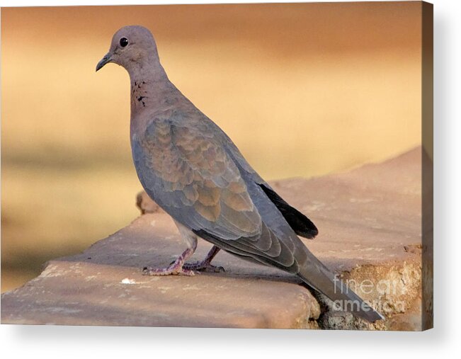 Red Turtle Dove Acrylic Print featuring the photograph Red Turtle Dove by Douglas Barnard