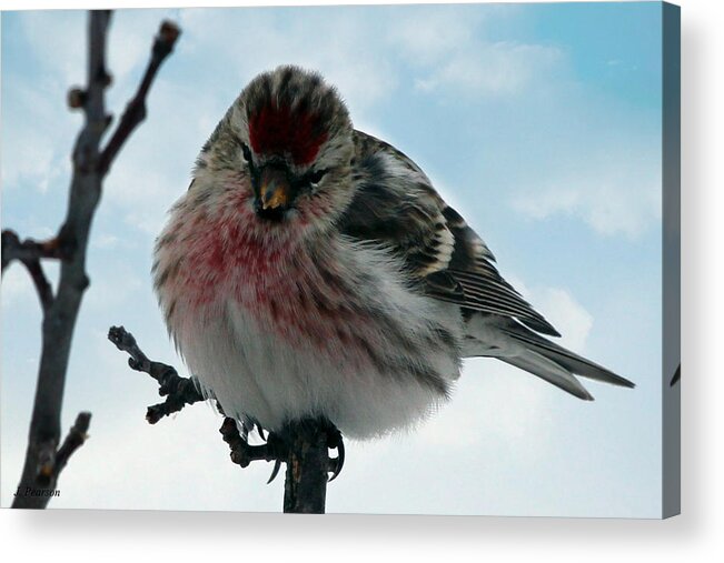 Redpoll Acrylic Print featuring the photograph Redpoll by Jackson Pearson