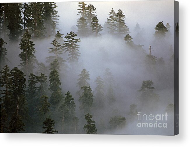 Nature Acrylic Print featuring the photograph Redwood Creek overlook with giant redwoods by Jim Corwin