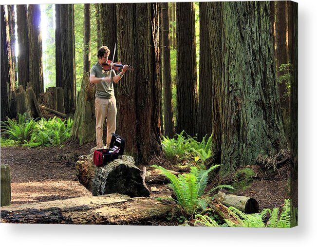 Redwood Acrylic Print featuring the photograph Redwood Symphony  by Roxie Crouch