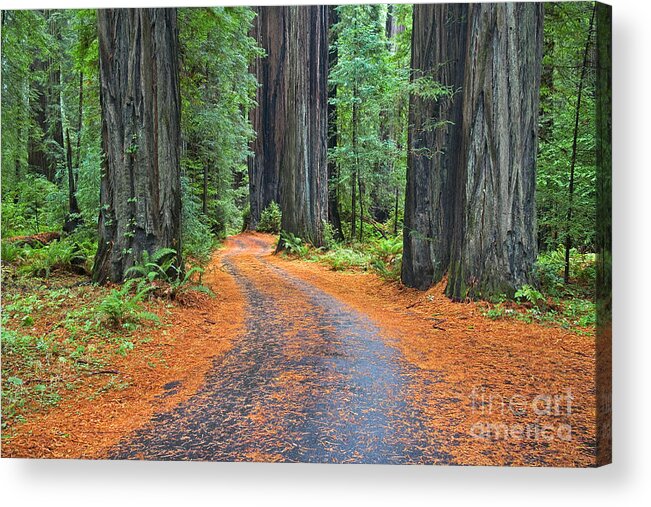 California Acrylic Print featuring the photograph Redwood Way by Alice Cahill