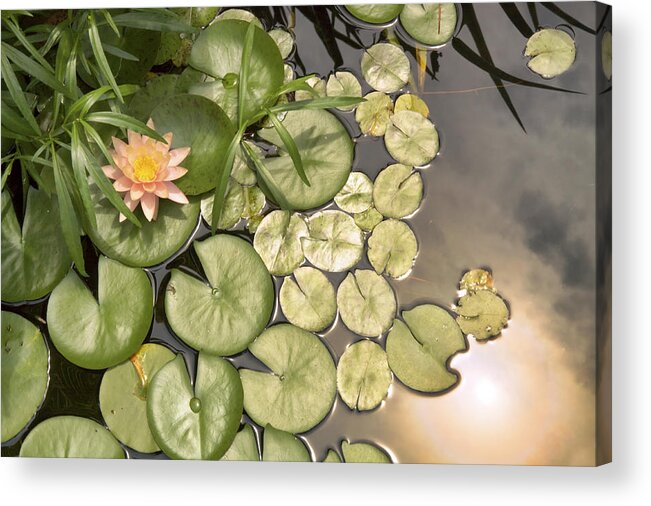 Water Lilies Acrylic Print featuring the photograph Reflected Light upon Flowering Water Lilies by Jason Politte