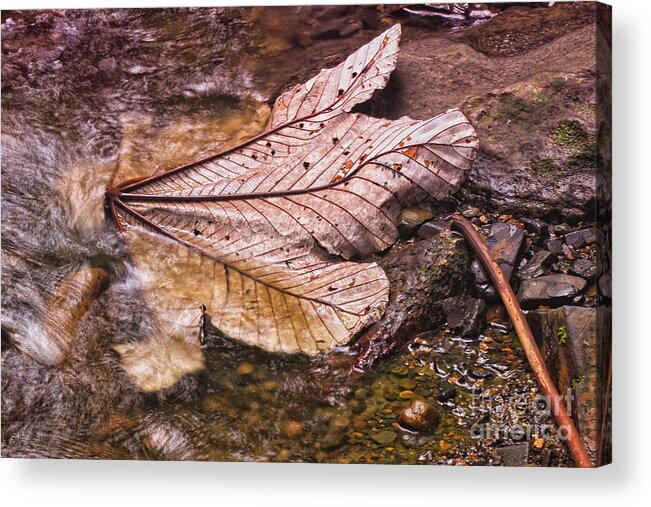Nature Acrylic Print featuring the photograph Reflections of Nature by Mary Lou Chmura