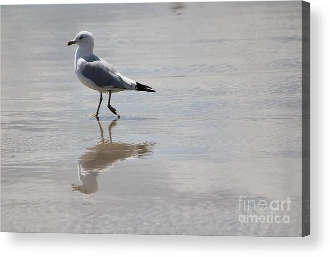 Seagull Acrylic Print featuring the photograph Reflective Seagull by Deena Withycombe