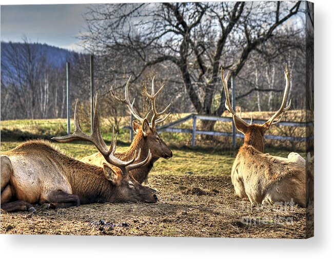 Reindeer Acrylic Print featuring the photograph Reindeer Rest by Brenda Giasson