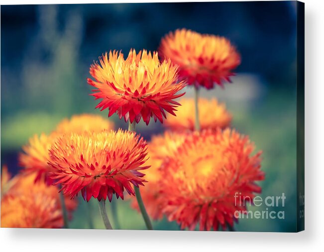 Everlasting Strawflower Acrylic Print featuring the photograph Release My Voice by Sharon Mau