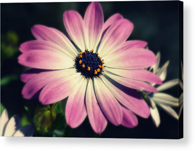 Flower Acrylic Print featuring the photograph Remember Me by Robin Dickinson