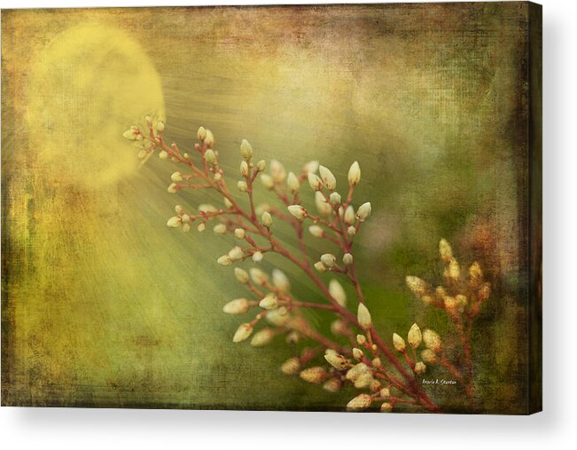 Sun Acrylic Print featuring the photograph Remember Spring and Summer by Angela Stanton