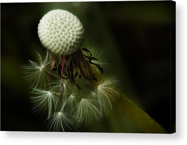 Dandelion Acrylic Print featuring the photograph Life Is Short by Michael Eingle