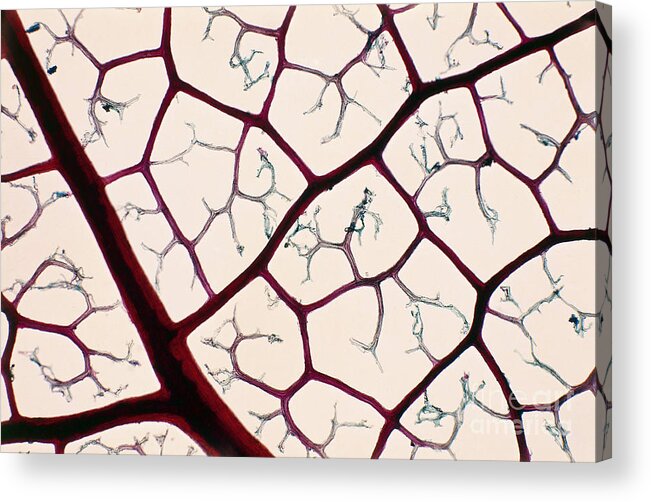Horizontal Acrylic Print featuring the photograph Reticulation Of Leaf Veins Lm by De Agostini Picture Library